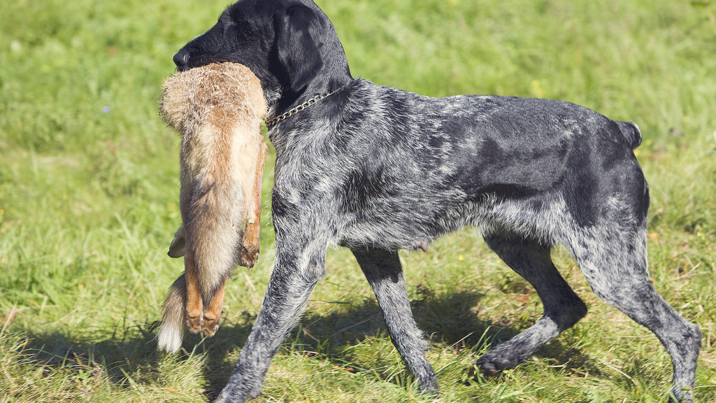 hunting dog with a catch